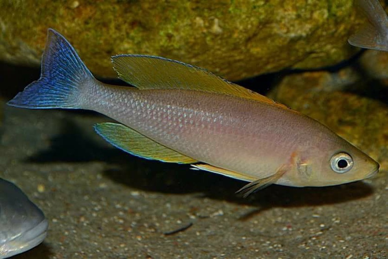 Cyprichromis coloratus